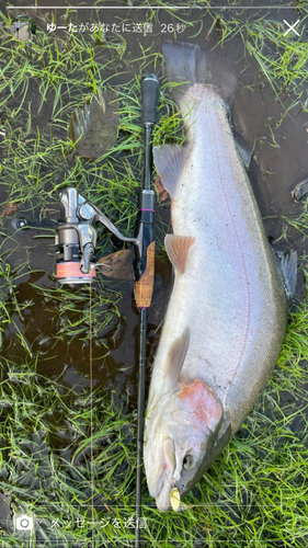 ニジマスの釣果