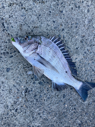 チヌの釣果