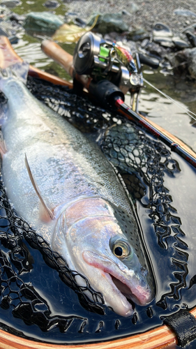 ニジマスの釣果