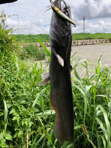 ナマズの釣果