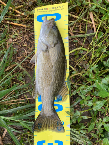 スモールマウスバスの釣果