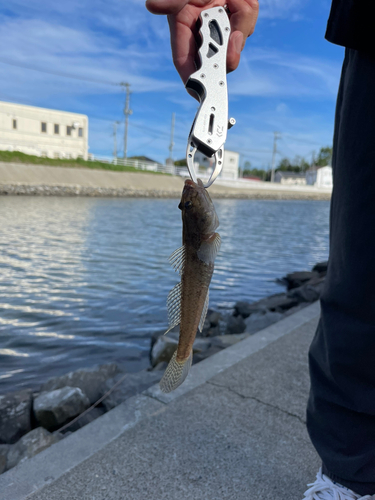 ハゼの釣果