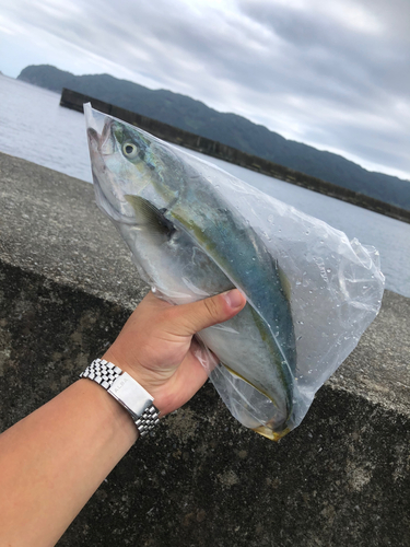 イナダの釣果