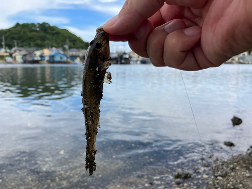 マハゼの釣果