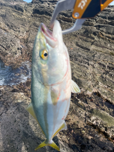 イナダの釣果