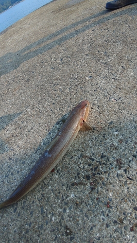 エソの釣果