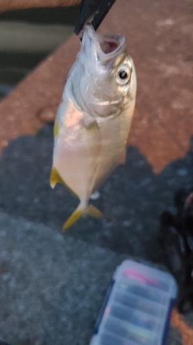 メッキの釣果