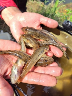 マハゼの釣果