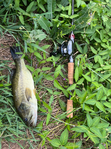 ブラックバスの釣果