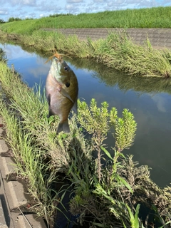 ブルーギルの釣果