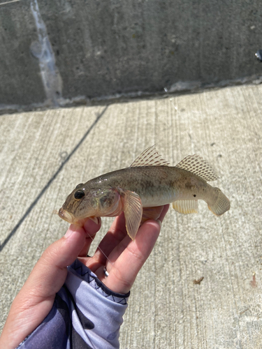 マハゼの釣果