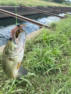 ラージマウスバスの釣果