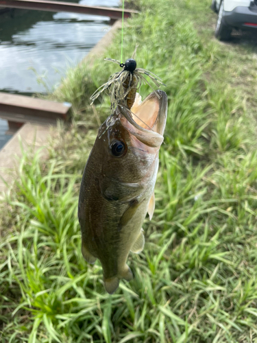 ラージマウスバスの釣果