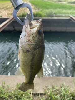 ラージマウスバスの釣果