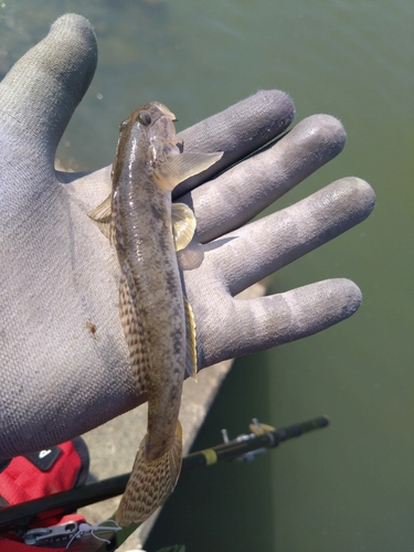 ハゼの釣果