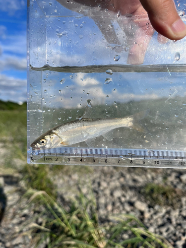 ウグイの釣果