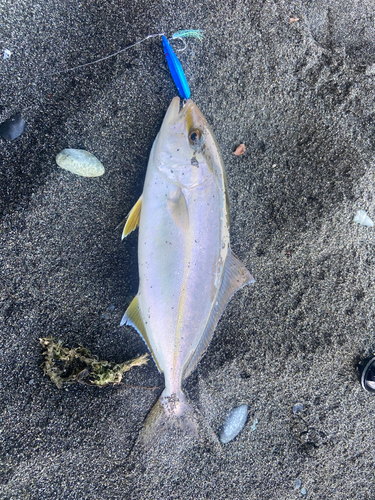 ショゴの釣果