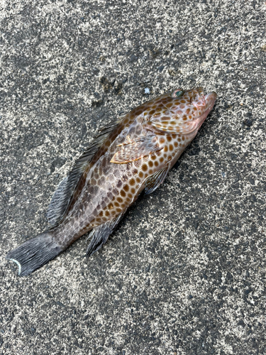 オオモンハタの釣果