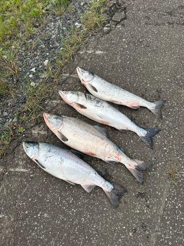 カラフトマスの釣果