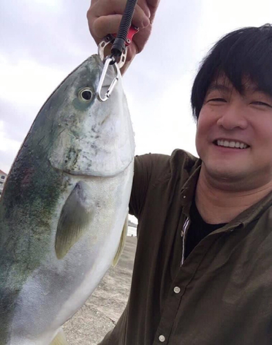 メジロの釣果