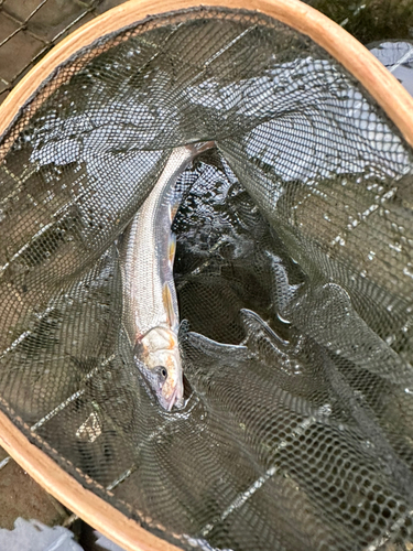 ウグイの釣果