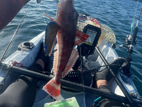 ホウボウの釣果