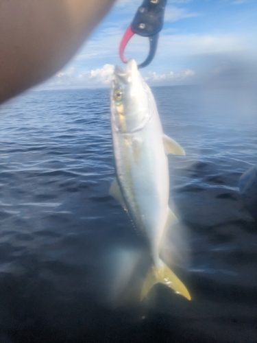 ワカシの釣果