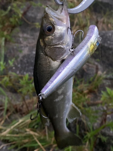 セイゴ（マルスズキ）の釣果