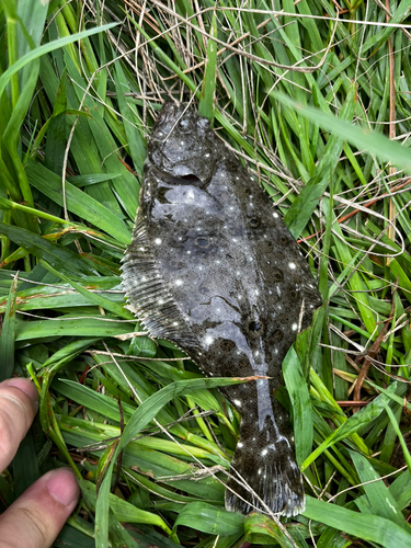 ヒラメの釣果