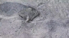 アカエイの釣果