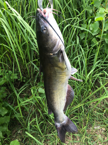 アメリカナマズの釣果