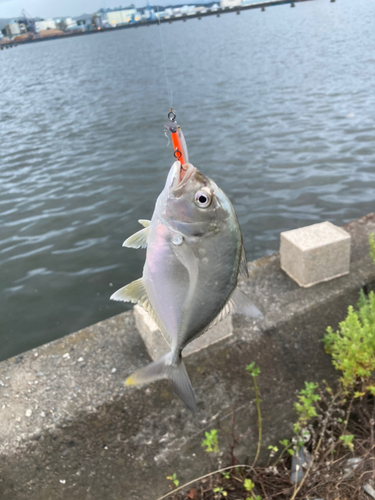 メッキの釣果