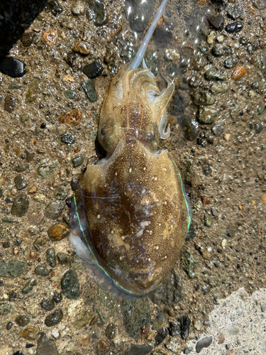 カミナリイカの釣果