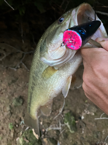 ラージマウスバスの釣果