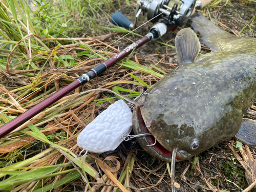 ナマズの釣果