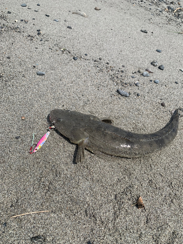 コチの釣果