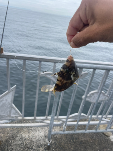 カワハギの釣果