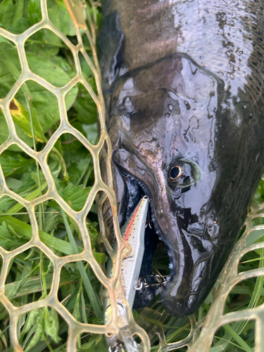 アマゴの釣果