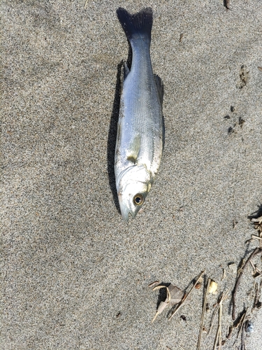 スズキの釣果