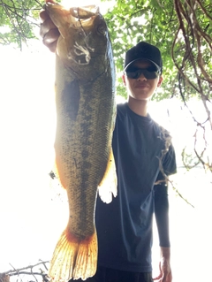 ブラックバスの釣果