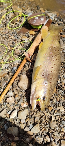 ブラウントラウトの釣果