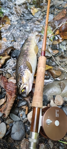 ブラウントラウトの釣果