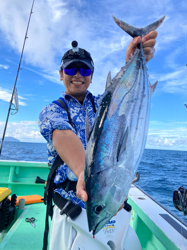 カツオの釣果