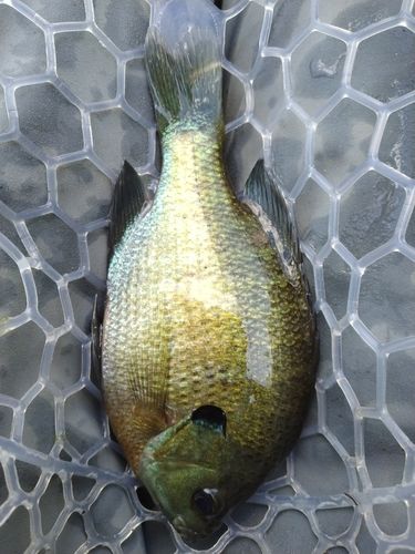 ブルーギルの釣果
