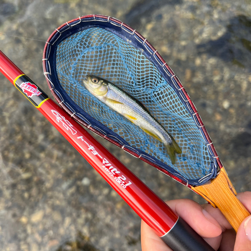 カワムツの釣果