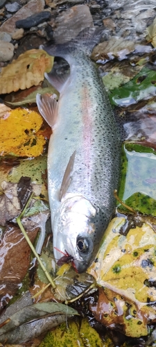 ニジマスの釣果