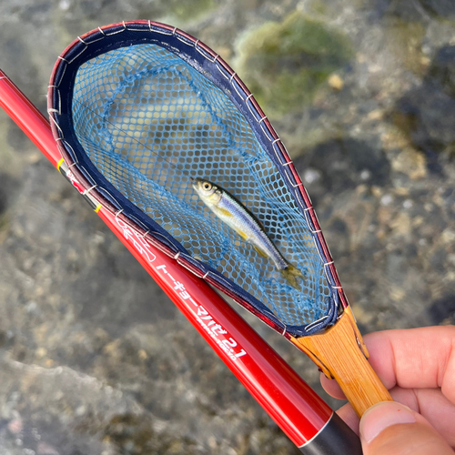 カワムツの釣果