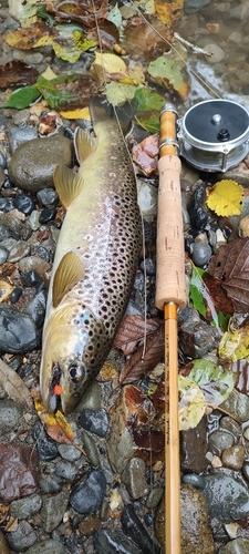 ブラウントラウトの釣果