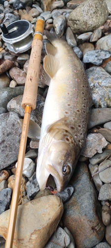 ブラウントラウトの釣果