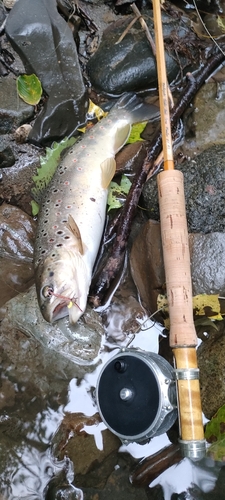 ブラウントラウトの釣果